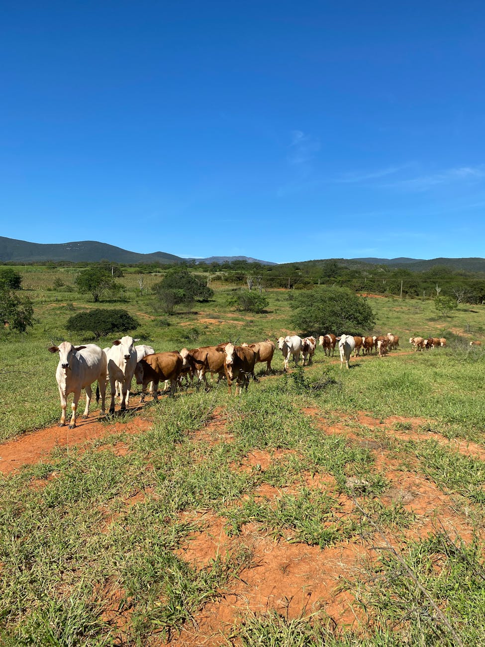 Denunció robo de 150 vacas para encubridor contrabando de ganado