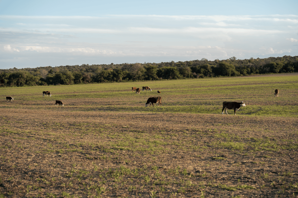 Iraeta defiende exigencias ambientales para exportar carne a Europa