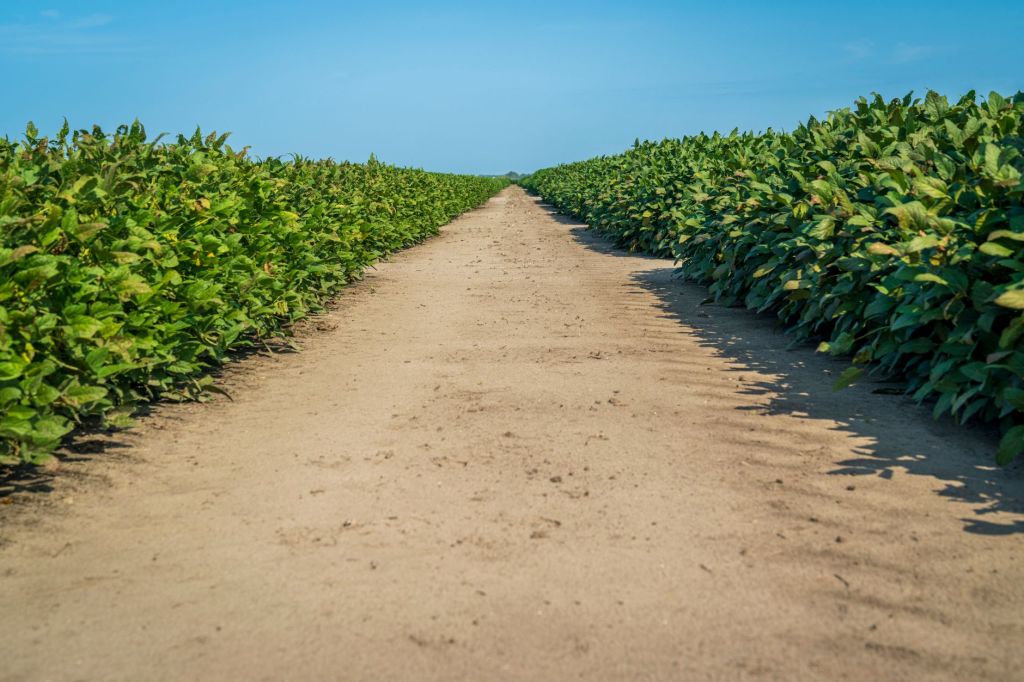 Syngenta lanza Authence, nuevo herbicida contra malezas resistentes en&nbsp;soja
