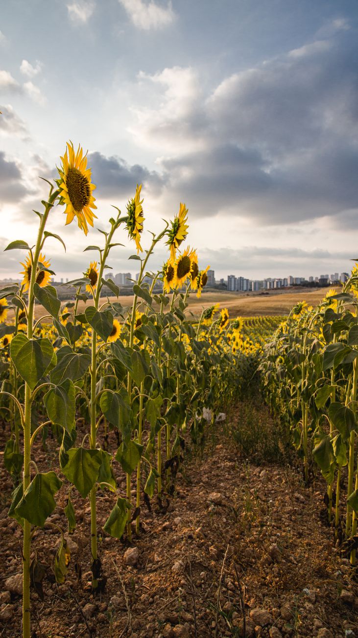 Girasol rompe récord de molienda en 25 años mientras soja se&nbsp;desploma