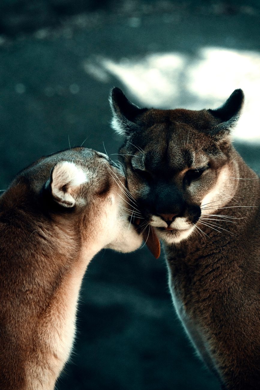 Crisis en el campo: pumas atacan rodeos y obligan a productores a proteger&nbsp;ganado