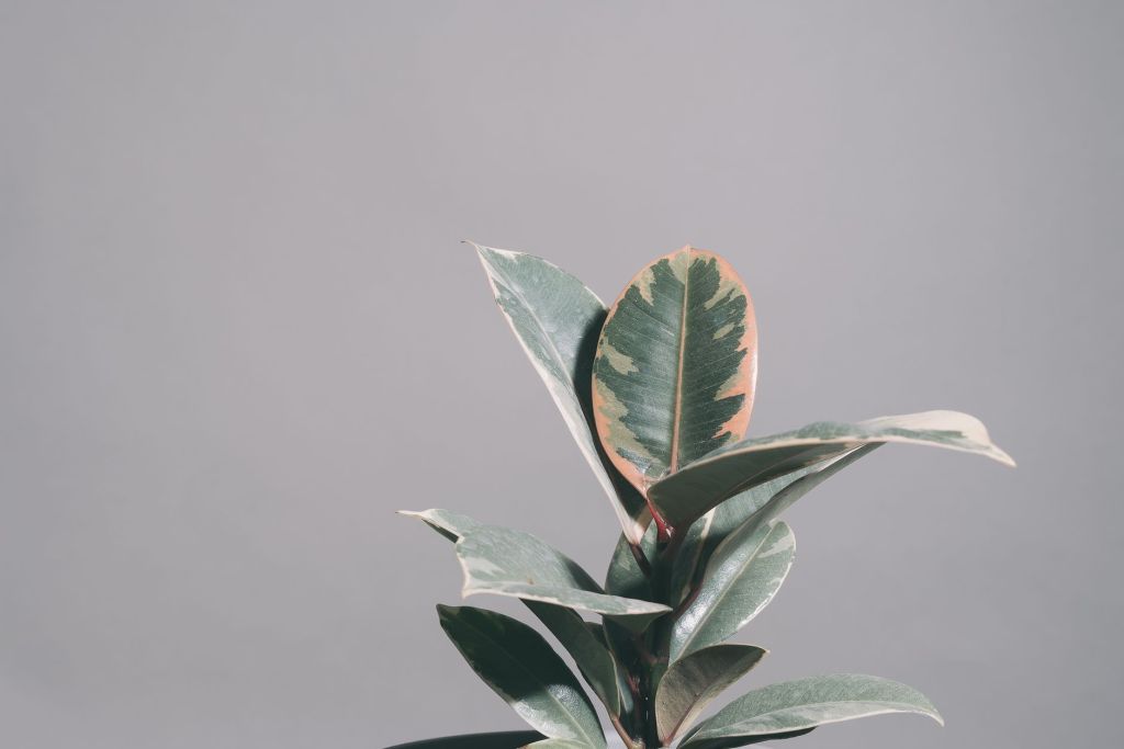 Ficus con hojas amarillas: la maceta chica podría ser el&nbsp;culpable