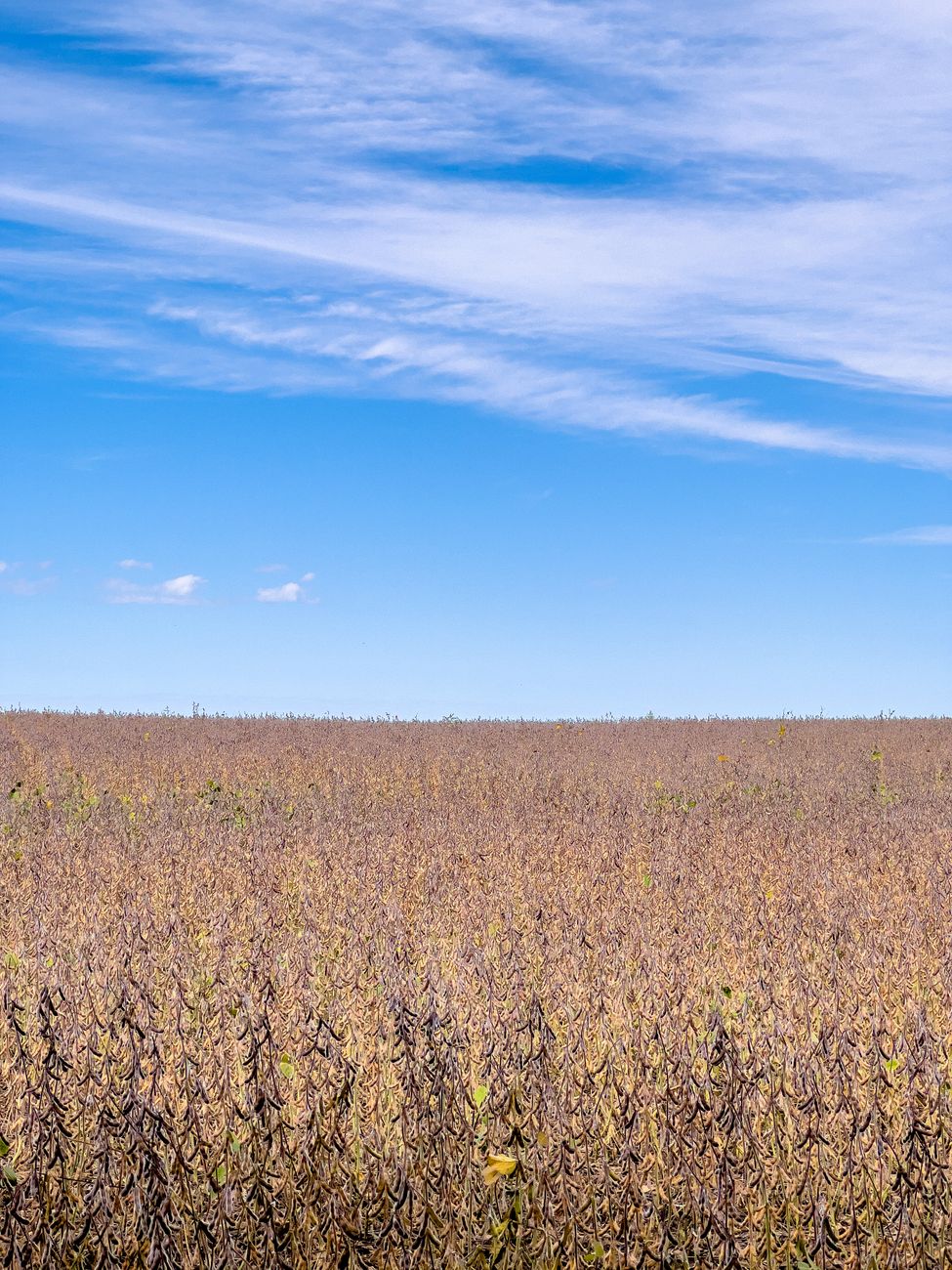 El agro argentino mira al futuro con más esperanza que el&nbsp;norteamericano